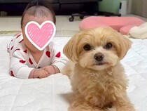 入院から帰ってきた赤ちゃんの女の子→犬が寄り添い続けて…素敵すぎる『2年後の光景』に13万再生の反響「心が温まった」「幸せいっぱい」