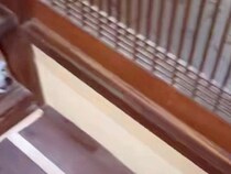 家にお客さんがやってきたら『臆病な秋田犬』が行方不明になり…衝撃的な『まさかの隠れ方』が22万再生「どうしてこうなったｗ」「吹いたｗ」