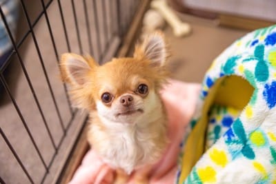 ケージで待つ犬