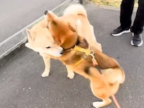 お散歩中に『大好きなワンコ』に遭遇した犬→愛情が大爆発してしまった結果…尊すぎる行動が36万再生「柴距離とはｗ」「好きでたまらない」