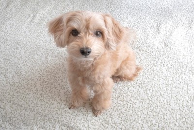 座って見つめる犬