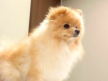 『犬は信頼の証におしりを顔に向ける』と聞いた飼い主→信頼されすぎている『衝撃の光景』に1万いいね「あってはいるｗ」「100点です」と爆笑