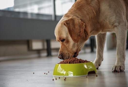 犬が『過食症』になっているサイン４選　ご飯を執拗に欲しがるときにすべき正しい対応まで解説