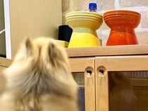 朝、犬のご飯をお皿に入れた結果→食べたくなりすぎてしまい…想像以上の『跳躍力』が17万表示「オリンピック出れる」「と、とんでる」と反響