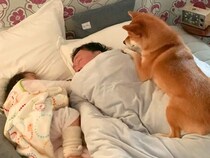 寝坊しているパパ→なかなか起きないので『2歳の女の子と犬』が…大胆過ぎる『起こし方』が39万再生「特等席だね」「素晴らしい圧ｗ」と反響