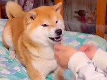 犬の目の前で『おやつが消える手品』をした結果→最高に可愛い『100点のリアクション』が49万再生「たまらん」「どこまで行くねんｗｗ」