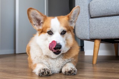 伏せているコーギー