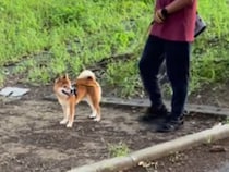 散歩中の犬に『知らない人のフリをして名前を呼ぶドッキリ』を仕掛けた結果…あまりにも尊い『表情の変化』に4万再生の反響