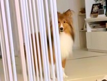 構ってほしそうな犬→名前を呼んだ結果…喜びが爆発した『ハイテンションすぎる光景』が33万再生「にっこにこで尊すぎる」「何回も呼びたい」