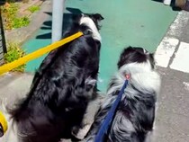 散歩中、機嫌が悪くなったママ→2匹の犬が空気を読んで…愛を感じる『まさかの行動』が91万再生「なんていい子たち」「私の彼氏より優秀」