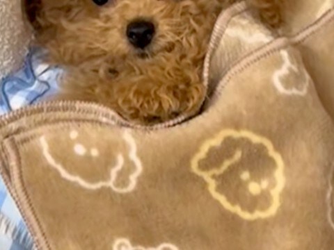 転がっている子犬に『お布団をかけてあげた』結果→まるで人間の赤ちゃんのような『尊い寝方』が172万再生「もう人間ww」「おてて最高」