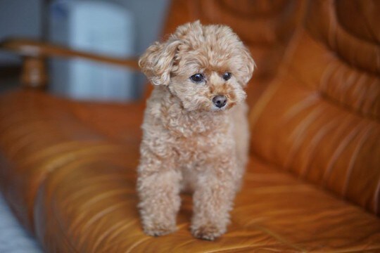 犬につけない方がいい『名前』５選　避けるべきワードや愛犬が覚えやすいおすすめの言葉までご紹介