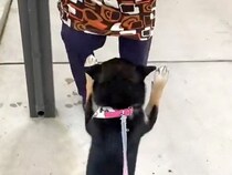 おばあちゃんと再会した犬→喜びで大興奮して…愛おしくてたまらない『わちゃわちゃ感』が22万表示「喜び方最高すぎ」「おばあちゃんも嬉しい」