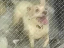 真夏のゴミ屋敷に放置された『ボロボロの老犬』を緊急保護→飼い主との連絡は途絶えて…衝撃の出会いと現在が17万再生「涙が…」「幸せに」