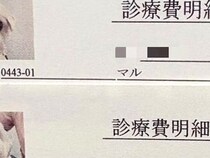 『犬たちの診療明細が捨てられない』思わず納得してしまう『可愛すぎる理由』に1万いいね集まる「初めて見た」「保管一択」と絶賛の声続々