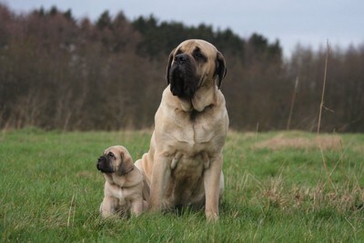 マスティフの親子