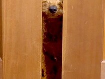 食中毒で寝ているパパ→犬が部屋に来て…心配して見せた『まさかの光景』に称賛「入ってきちゃうの感動」「パパ大丈夫？って声かけてるみたい」