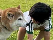 散歩中に用を足そうとした柴犬→女の子が近寄って…面白可愛い『まさかの光景』が42万表示「煽り散らかしてて草」「予想より近かったｗｗ」