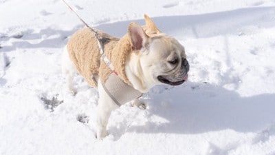 雪の中を歩くフレンチブルドッグ