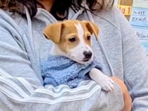 一目惚れした子犬に大反対していたお父さん→家に連れて帰った結果…『1年後の関係』が最高すぎると反響「素敵な家族」「温かい気持ちになった」