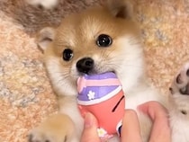 おもちゃで遊ぶ赤ちゃん犬→お姉ちゃん犬も混ざってきて…想定外のハプニングと『まさかの表情』が30万再生「愛を感じた」「たまらん」と絶賛