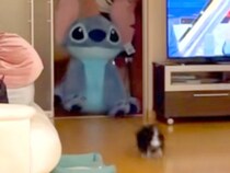 大きなぬいぐるみを買ったので、犬に見せた結果→喜ぶかと思ったら…予想と違いすぎる『まさかの反応』が223万再生「急ブレーキｗ」「可愛い」