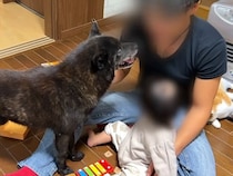 おもちゃで遊ぶ赤ちゃん→見ていた甲斐犬が『危ない』と勘違いして…まさかの『過保護すぎる行動』に反響「心配なんだね」「素直で可愛い」