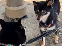 ドッグランに犬を連れていった結果→偶然『似ている犬』を見かけて…衝撃的な『奇跡すぎる展開』が34万再生「涙出そう」「素敵な再会」と絶賛