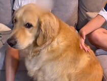 朝、雷が鳴りビビる大型犬→登校前の女の子たちに向かって…必死過ぎる『守ってください』の行動が569万再生「自分のサイズ分かってなくて草」