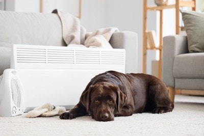 ヒーターの前で寝そべっている大型犬