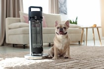 犬の留守番『適切な部屋の温度』とは？暖房機器を使用する際の注意点まで