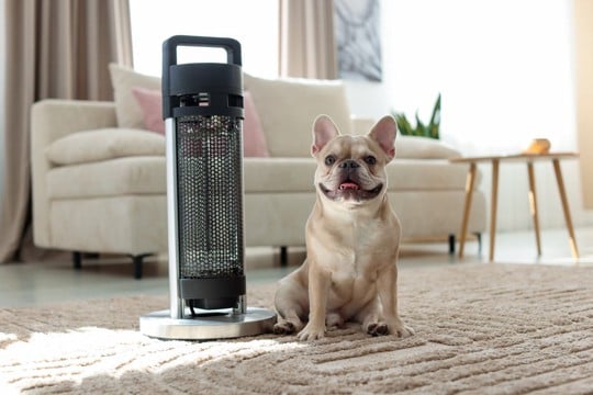 犬の留守番『適切な部屋の温度』とは？暖房機器を使用する際の注意点まで