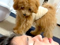 いびきをかきながら寝ている彼氏→隣にいた子犬が…『不思議そうに見つめる光景』が可愛すぎると44万再生「生存確認ｗ」「圧すごくて草」