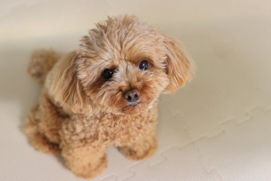 犬が『甘え鳴き』してきたときのタブー行為４選　甘えているかどうかを判断する方法や正しい接し方まで