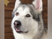 大型犬の耳掃除をした結果→普段は可愛らしい顔なのに…想像の上をいく『初めての表情』が25万再生「どういう感情ｗｗ」「口角上がってて草」