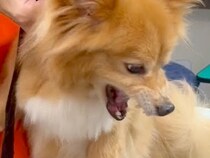 他店でトリマーに噛みつき、出禁になった犬をトリミングした結果→『驚くほどの神業』が21万再生「あれ？普通にいい子」「魔法の腕だ」と称賛