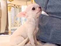 お迎え予定の『極小子犬』と初めて会い、レクチャーを受けていたら…『初対面とは思えない行動』が尊いと132万再生「涙が…」「天使すぎる」