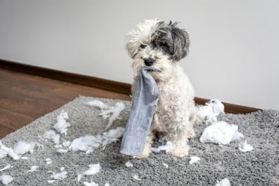 靴下を加えている犬