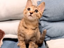 1ヶ月ぶりに『大好きな子猫』と再会した犬→嬉しくなりすぎて…まるで親のような『過保護な行動』が22万再生「大好きなんだ」「幸せな空間」