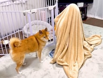 普段は会えないおばあちゃんが『タオルの中に隠れてるドッキリ』を犬に仕掛けた結果…どんくさ過ぎる反応が20万再生「たまらんｗ」「天才」