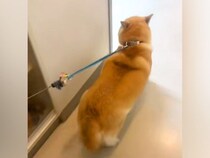 病院の先生LOVEな柴犬→診察室で先生を見つけた瞬間に…ずっと見ていたい『愛情表現』に191万再生の反響「耳がｗｗ」「診察し放題で草」