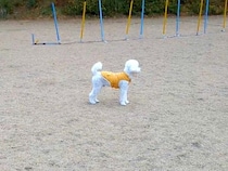 ドッグランでよそ見をしている犬に内緒で『そっと隠れてみた』結果…気付いた瞬間の『尊い反応』が28万表示「お耳が最高」「一生懸命で可愛い」