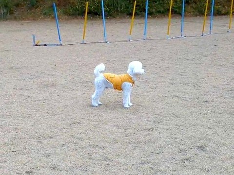 ドッグランでよそ見をしている犬に内緒で『そっと隠れてみた』結果…気付いた瞬間の『尊い反応』が28万表示「お耳が最高」「一生懸命で可愛い」