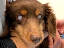 公園に捨てられていた盲目の犬→保護した結果…涙が止まらない『感動の物語』に60万再生の反響「お顔が違う」「優しい方に出会えてよかった」