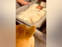 生まれたての赤ちゃんと初めて出会った犬→戸惑ってしまい…だんだんと慣れてきた『現在の様子』が18万再生「お兄ちゃんだ」「最後は爆睡ｗｗ」