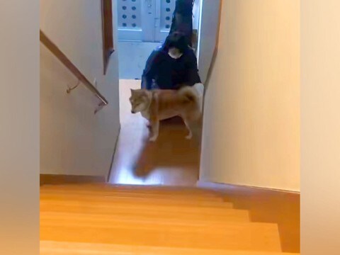 犬の散歩中に『お姉ちゃんが内緒で帰宅しているサプライズ』をした結果→気付いた瞬間の光景が112万再生「飛び回ってるｗ」「めちゃ可愛い」