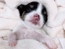 全然起きない赤ちゃん犬→心配になり病院に行った結果…思いもよらない『まさかの診断名』が90万再生「別名高木ぶー」「朝ご飯中にワロタ」