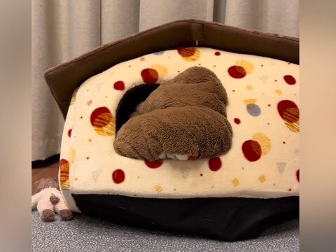 ハウスに立てこもっている犬に『おやつだよ』と伝えたら、次の瞬間…『想像以上の反応』が14万再生「お茶目で可愛すぎるｗ」「ヤドカリ犬」