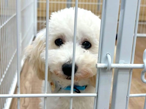 『今週中に繁殖場行き』と値下げされていた犬→直前に飼う決意をし…悲しい物語と現在の光景に反響「涙が出た」「幸せになって」と8万再生