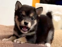 『世界一怖くない威嚇』カメラに向かって吠える赤ちゃん柴犬→一生見ていたい『精一杯な光景』が41万再生「可愛すぎ」「ニヤニヤ止まらん」